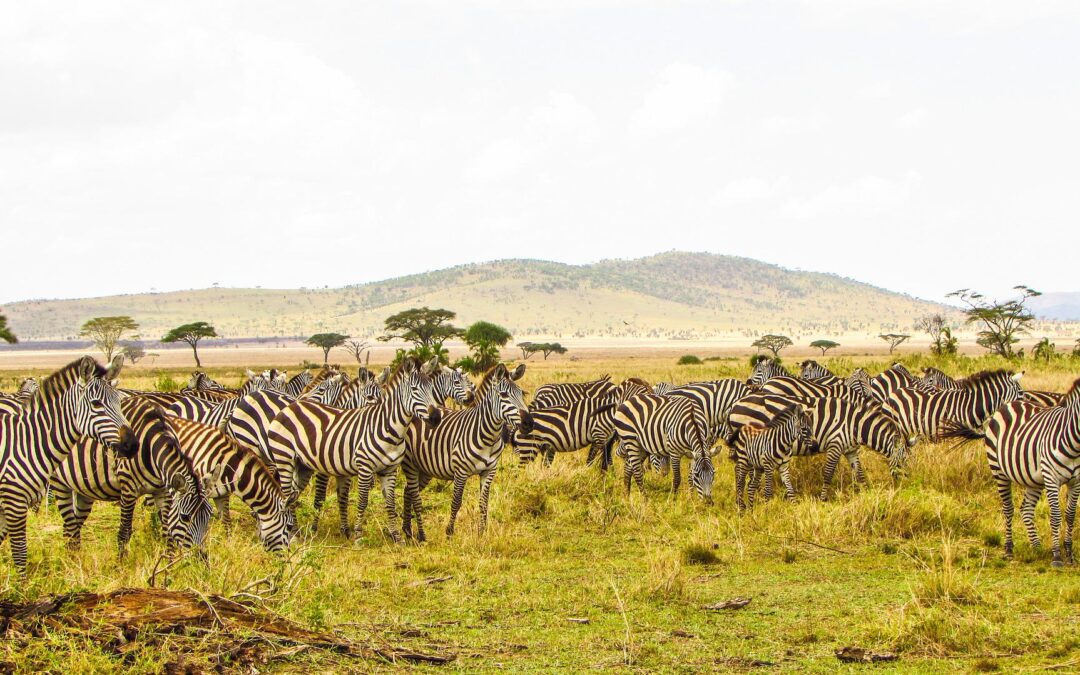 Safari d’exception en Tanzanie et plages de rêves à Zanzibar