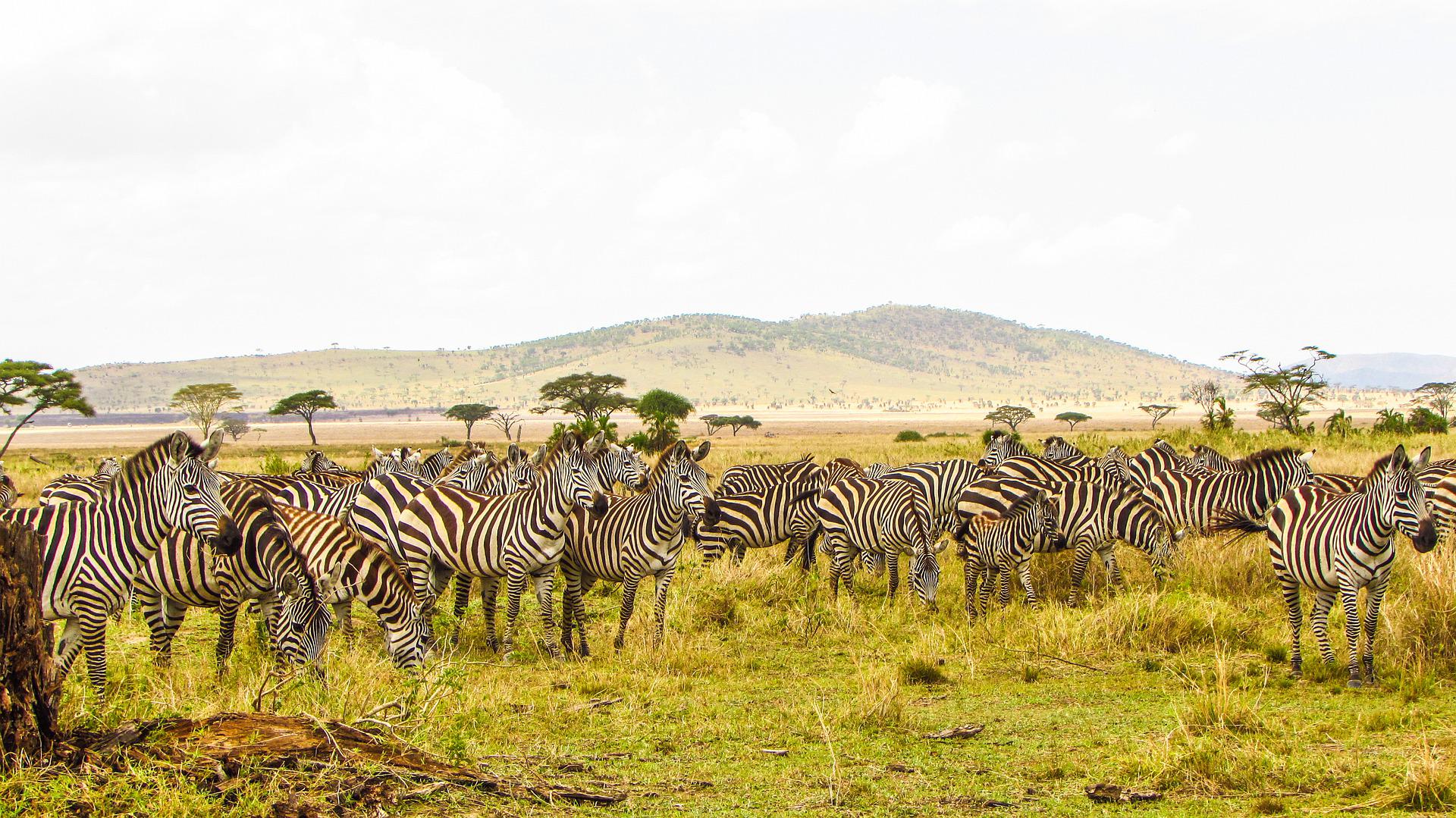 Zèbres, Serengeti, Tanzanie © Gabi Maasai