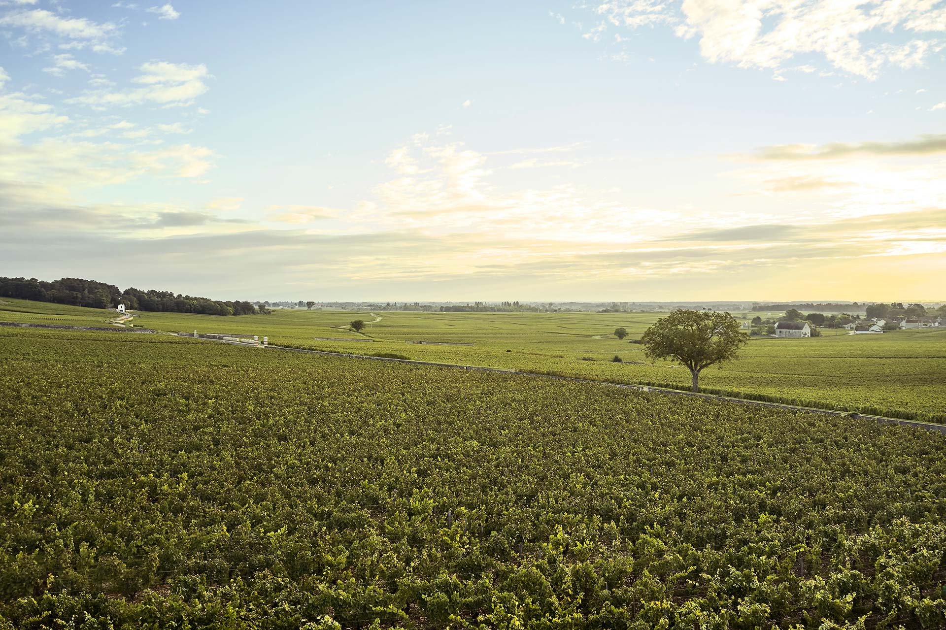 Les vignobles de Puligny-Montrachet, Bourgogne, France © COMO Hotels and Resorts