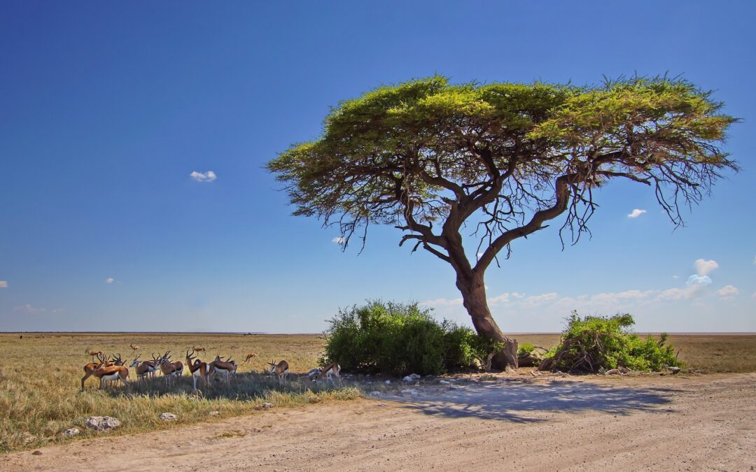 Windhoek, Etosha et les hautes terres de Namibie