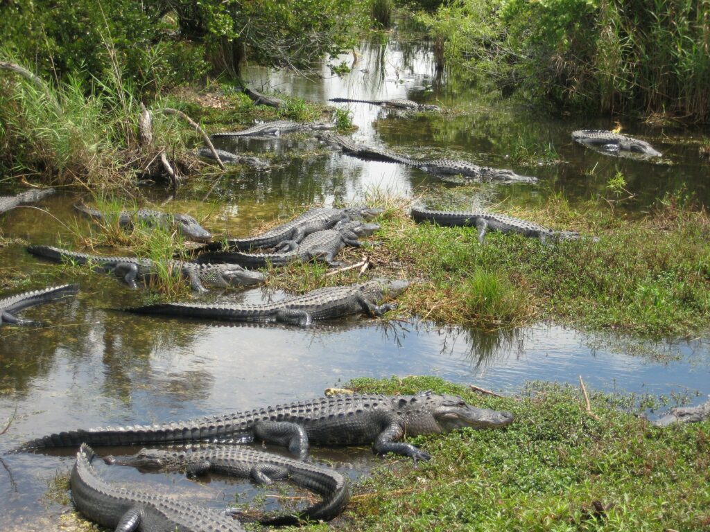 Crocodiles, Everglades, Floride, USA © heiwoe1509