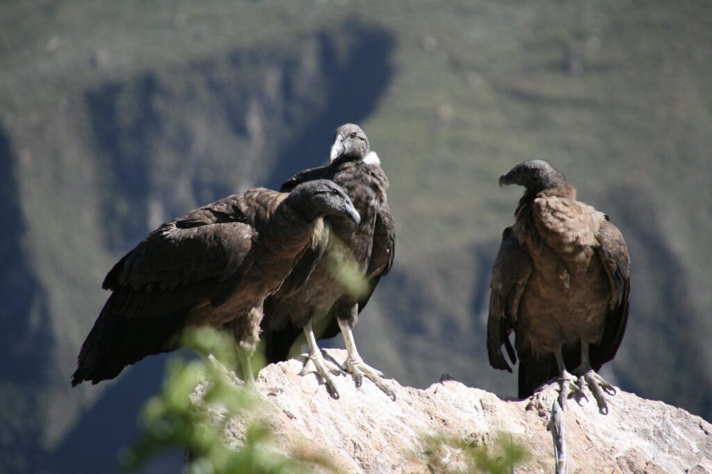Cruz del Condor, Canyon du Colca, Pérou © Marie Thérèse Hébert & Jean Robert Thibault