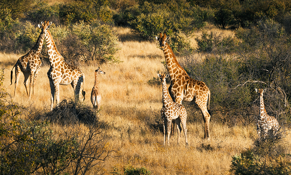 Girafes, Zannier Omaanda, Windhoek, Namibie © Zannier Hotels