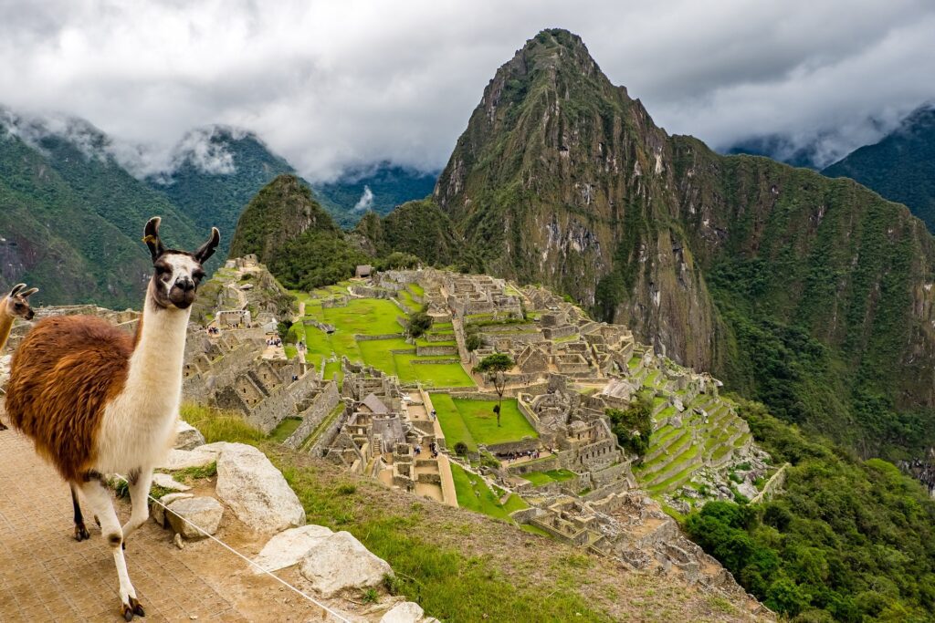 Lama au Machu Picchu, Pérou © Mailanmaik