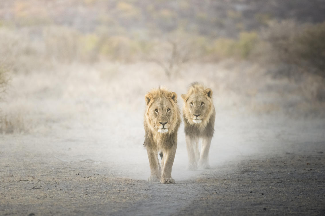 Lions de l'Ongava Resreve, Namibie © Dr Olwen Evans / Ongava