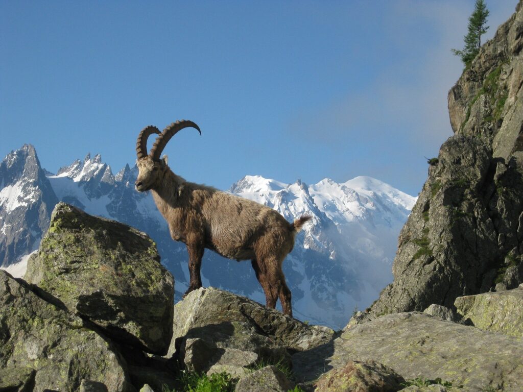 Bouquetin, Argentières, Chamonix-Mont Blanc, Alpes, France © Grégoire Wallaert 