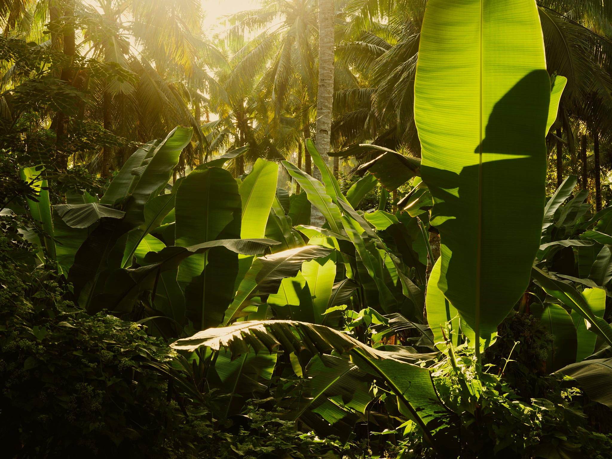 La jungle autour du Lost Lindenberg, Bali, Indonésie © Robert Rieger / Lindenberg Hotels