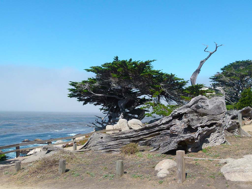 Cyprès de Monterey, Californie, USA © Brigitte Werner