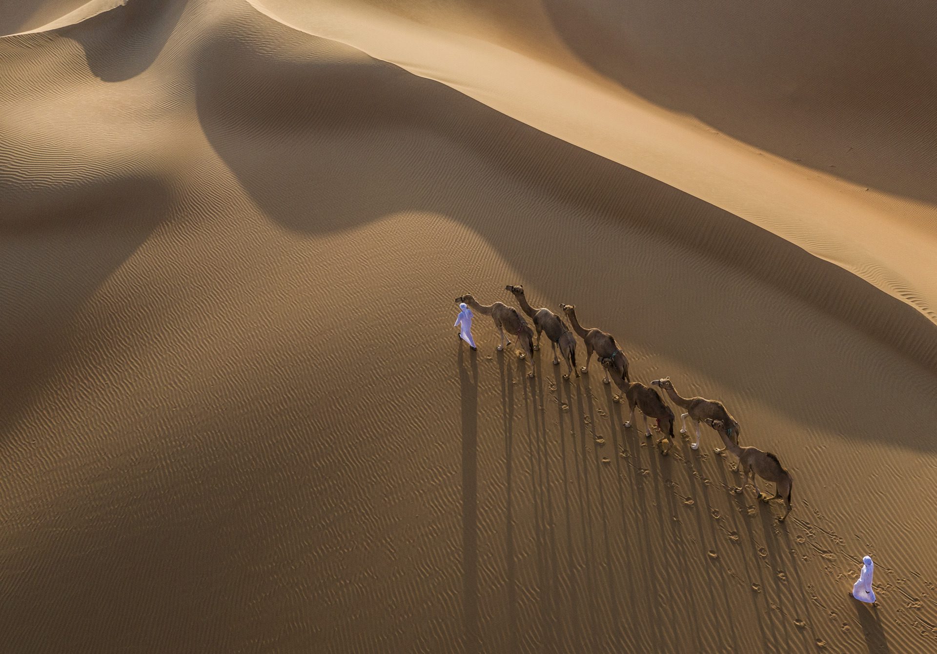 Excursion à dos de chameau, Hôtel Qasr Al Sarab Desert, Abu Dhabi © Anantara Hotels