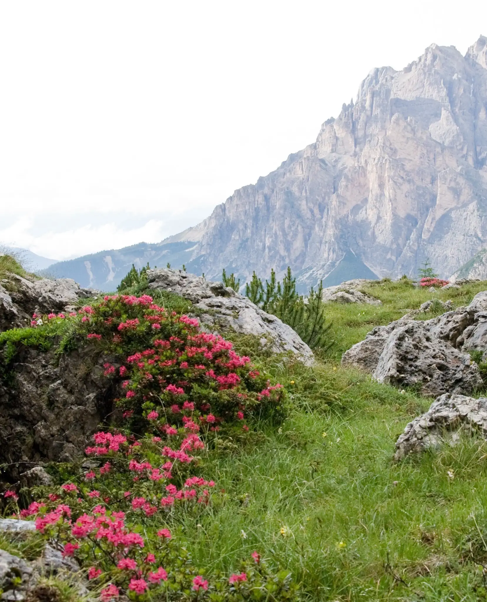 Paysage des Dolomites, Aman Alpina Rosa, Dolomites, Italie © Aman Group