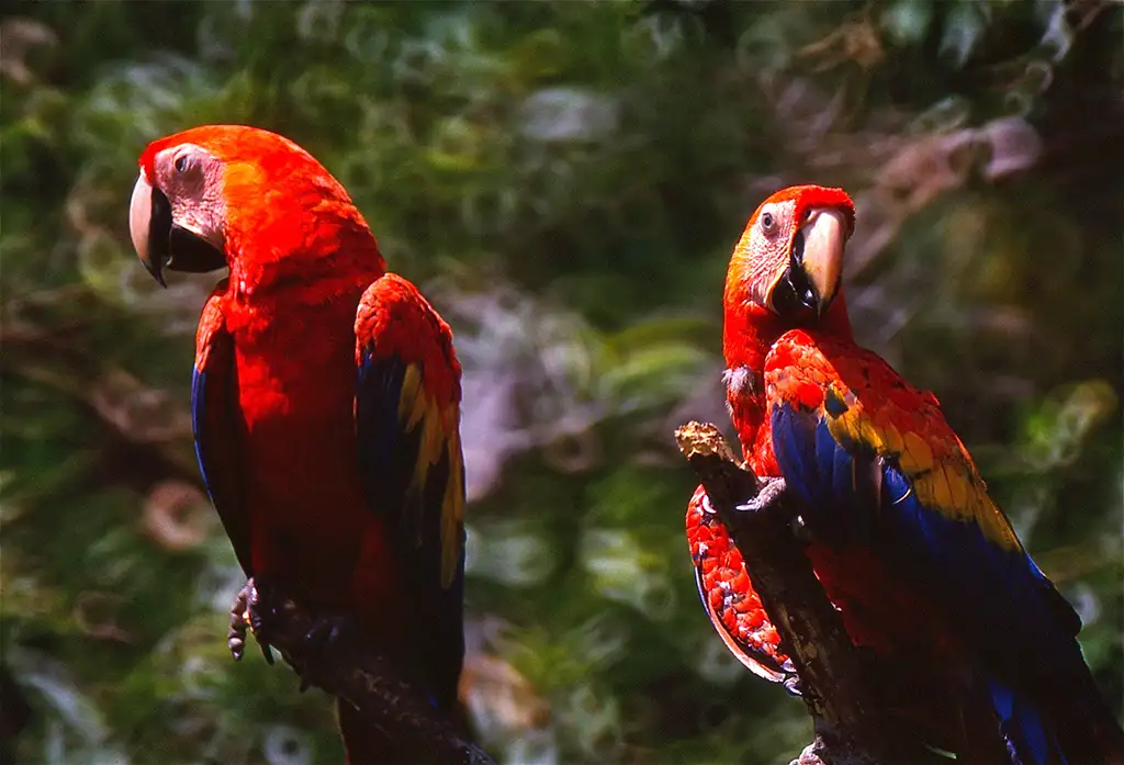 Aras Macao, Corcovado, Costa Rica © Bernard Dupont