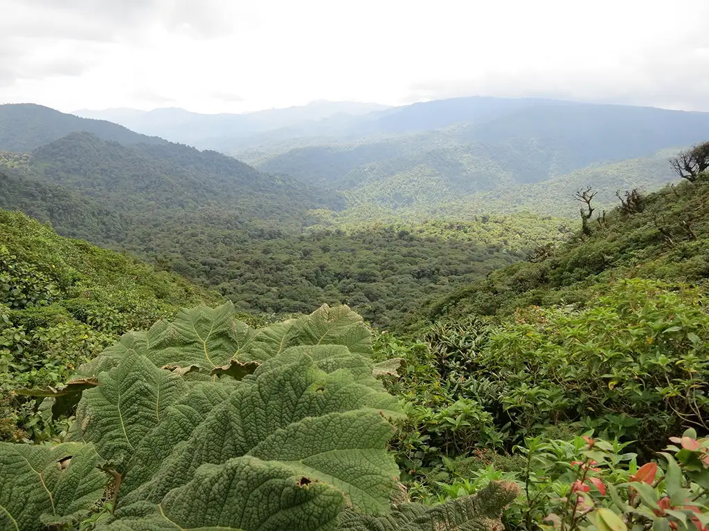 Forêt, Monteverde, Costa Rica © Janbartel