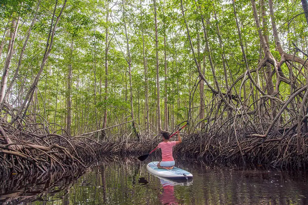 Kayak dans la mangrove, Arenas Del Mar Beachfront & Rainforest Resort, Costa Rica © Arenas Del Mar