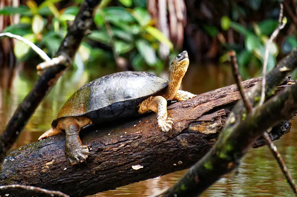 Tortue, Tortuguero, Costa Rica © Giancarlo Piccinato