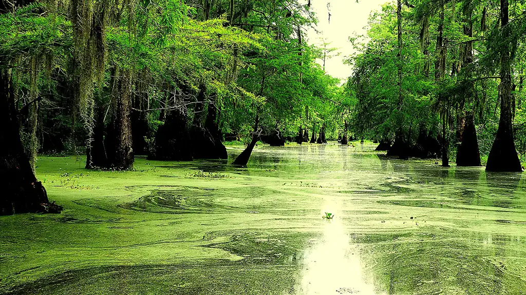 Bayou, Louisiane, USA © Rene Rauschenberger